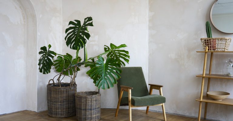 estilo minimalista plantas